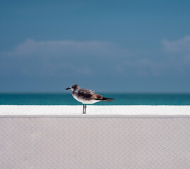 seagull on Miami Beach Florida