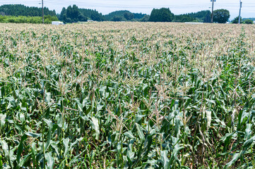 とうもろこし畑 大分県竹田市菅生（すごう