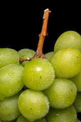 シャインマスカット　黒バック