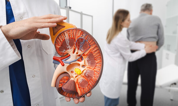 Urology and treatment of kidney disease. Doctor analyzing of patient kidneys health using kidney anatomical model during doctor consultation