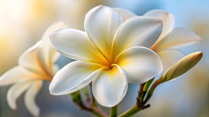 Stunning Close-Up of White Plumeria Flower with Soft Focus Background for Nature and Floral Design