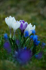 polanka z leśnych kwiatów, cebulica i krokusy, Siberian onion, crocuses	