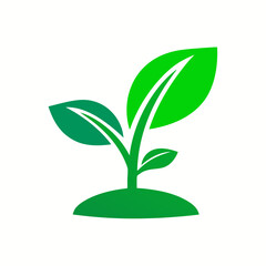 green plant on white background