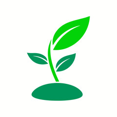 green plant on a white background