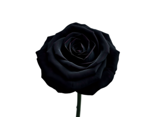 Midnight Noir Rose Botanical Artwork