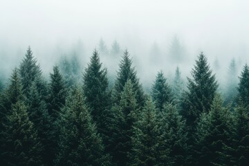 Misty Forest Landscape with Lush Green Pine Trees in Fog
