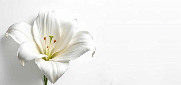 Elegant White Funeral Lily for Memorial Announcements, Sympathy Card Design, Peaceful Floral Tribute, Bereavement Background, Serene Condolence Image