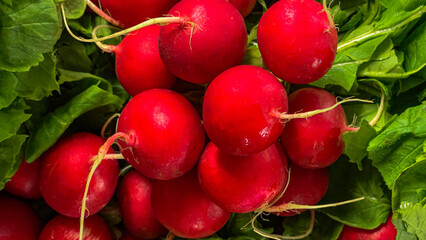 Red juicy radish with tops isolated on a white background. healthy eating. Vegetables from the garden with leaves
