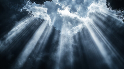 Fototapeta premium Sunlight beams through trees in serene forest scene