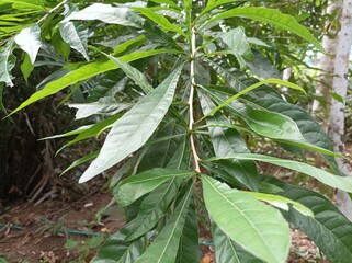 aegle marmelos plant leaves in nature