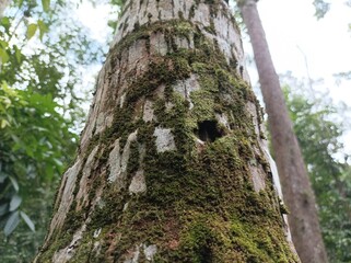 Close-up of the textured surface of a coconut tree trunk covered with white and green lichens and moss.