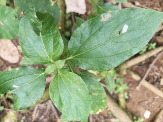 green leaves synedrella in a garden