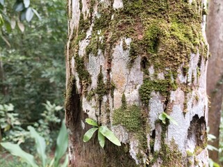 close up of a mossy coconut tree trunk, a mossy coconut tree in the forest
