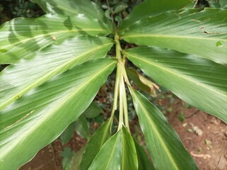 Obraz premium Close-up of beautiful cardamom leaves growing on a plantation