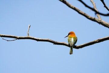 Orange-headed hawksbill, naturally living in Khao Yai National Park, Thailand.