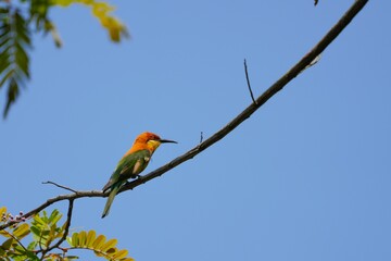 Orange-headed hawksbill, naturally living in Khao Yai National Park, Thailand.