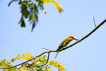 Orange-headed hawksbill, naturally living in Khao Yai National Park, Thailand.