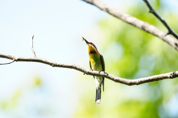 Orange-headed hawksbill, naturally living in Khao Yai National Park, Thailand.