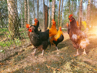 Hens and roosters outdoors
