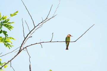 Orange-headed hawksbill, naturally living in Khao Yai National Park, Thailand.