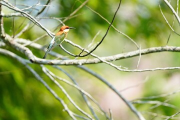 Orange-headed hawksbill, naturally living in Khao Yai National Park, Thailand.
