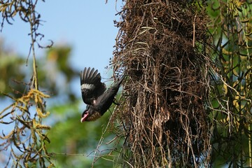Broadbill, naturally living in Khao Yai National Park, Thailand.