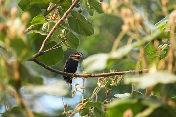 Broadbill, naturally living in Khao Yai National Park, Thailand.