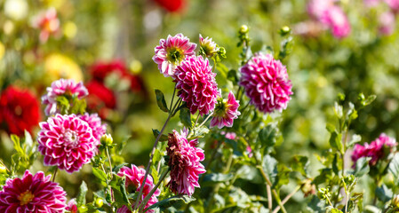 Obraz premium A field of pink and white flowers with a few red flowers in the background