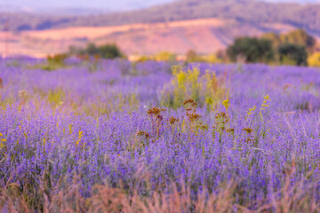 Fototapeta premium Purple lavender field close-up