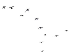 Obraz premium A flock of birds flying in a line across a white background