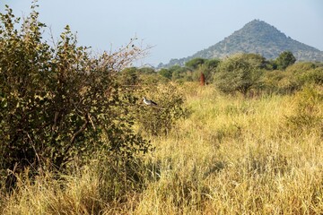 Obraz premium Toko im Busch