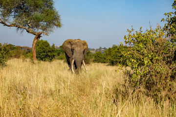 Obraz premium afrikanischer Elefant