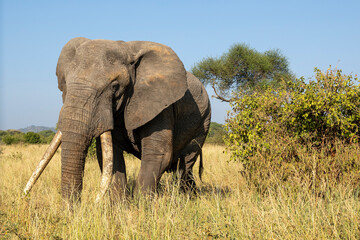 Fototapeta premium Elefant