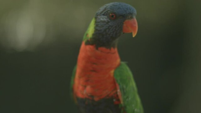 Lorikeet Drinking Nector