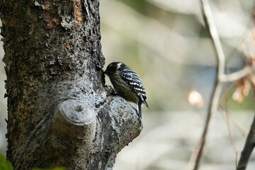 木をつつくコゲラ