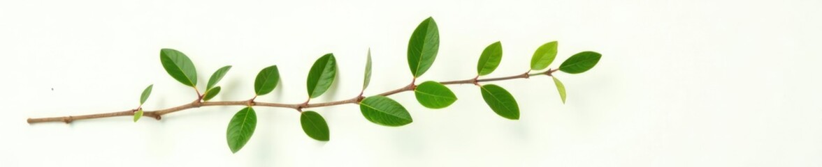 Fototapeta premium Single isolated branch with subtle light reflections on white background, closeup, detailled, natural