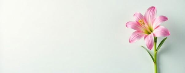 Single isolated flower on white surface with stem, flora, green