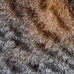 Tabby cat fur texture background. Pet hair backdrop.