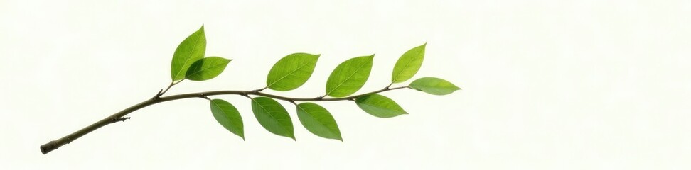 Single isolated tree branch on white background, isolated plant, nature, branch isolated