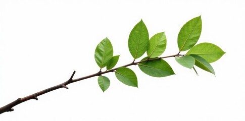 Fototapeta premium Single isolated tree branch on white background with subtle texture, branches, minimalist