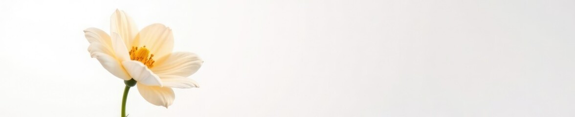 Fototapeta premium Single large flower against a clean white background with a sense of simplicity, blossom, petals