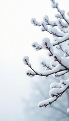 Snow-covered branches against white background with subtle shadows, peaceful, serene