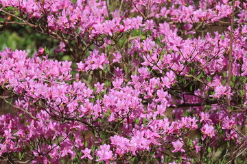 Obraz premium The red-purple flowers of azalea decorate the early spring forest