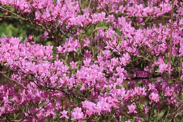 Fototapeten Azalee The red-purple flowers of azalea decorate the early spring forest  © 徹志 山賀
