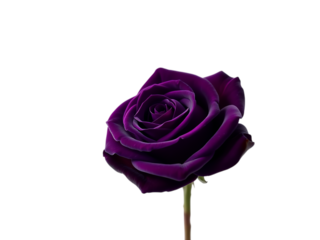 Enchanted Amethyst Rose: Captivating Purple Floral Elegance