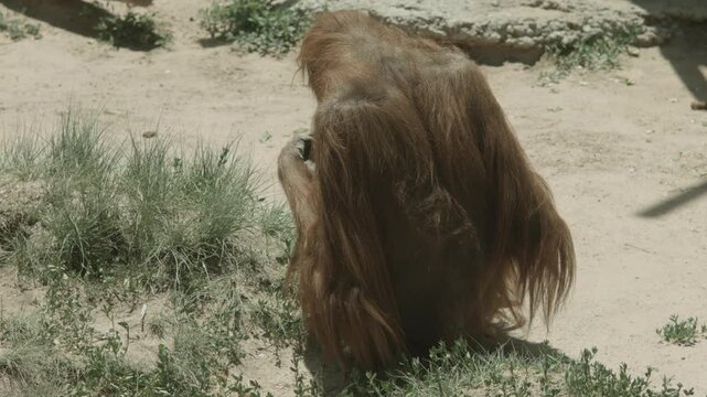 Orangutan Eating Grass