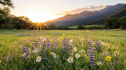 Fototapeta premium Sunrise Wildflower Meadow Rolling Hills Landscape Photography
