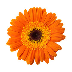Orange gerbera daisy flower isolated on transparent background