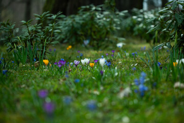 polanka z leśnych kwiatów, cebulica i krokusy, Siberian onion, crocuses	