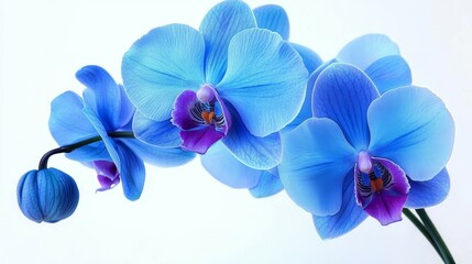 Dazzling Close-Up of Blue Orchids in Bloom with Delicate Petal Textures and Vibrant Purple Centers Over a Clean White Background, Perfect for Home Decor, Wellness Marketing,